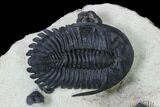 Stunning Erbenochile Trilobite With Hollardops - Foum Zguid #146905-8
